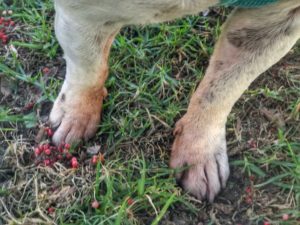 allergies, red paws, chewing paws, grain free, pet food, potato, dog, dogs, pet, pets, pet food