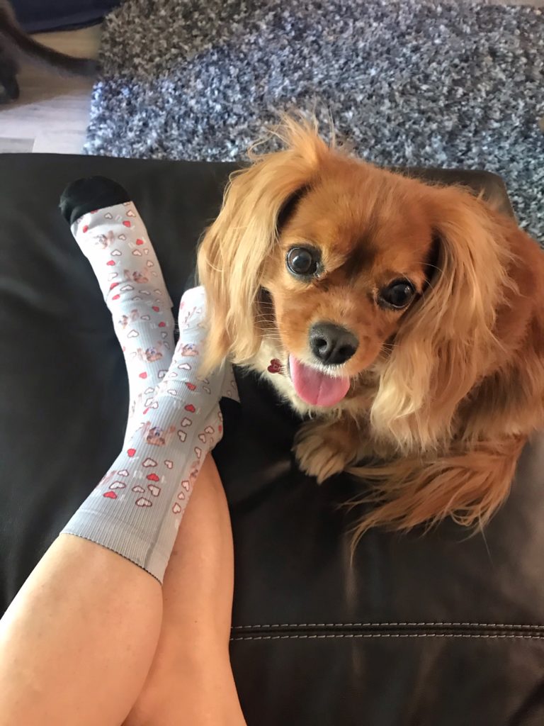 pup, puppy, dog, dogs, cavalier, pet, pets, cat, kitty, sock, socks, personalized socks, dog blog, blog, pet blog, product review, shop, shopping, stay at home, home shopping